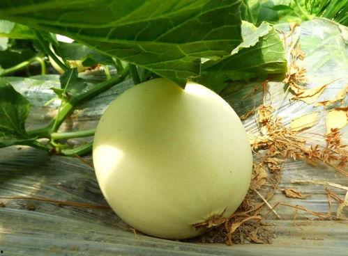 吃瓜动作在哪,揭秘吃瓜动作背后的文化现象