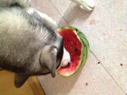 吃瓜哈士奇图片高清,萌态十足，高清美图来袭！