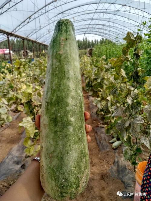 吃瓜qq区,一场全民参与的虚拟狂欢盛宴