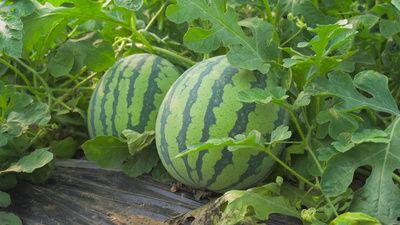 吃豹纹瓜的视频,一场视觉与味觉的双重盛宴