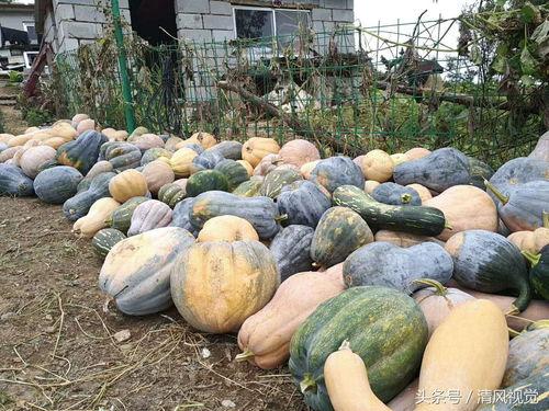 肥乡东北庄村吃瓜,瓜果飘香，共享丰收喜悦
