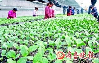 肥乡东北庄村吃瓜,瓜果飘香，共享丰收喜悦