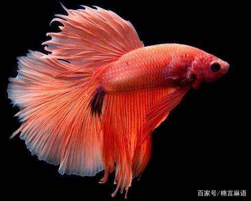 小金鱼吃瓜,小金鱼与夏日瓜果盛宴