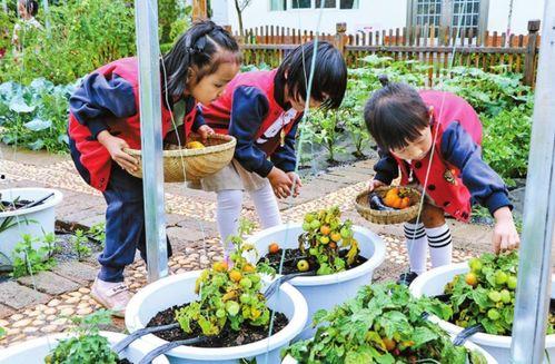 榆林老师吃瓜事件,网络舆论下的教育伦理探讨