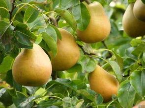 吃瓜能吃柚子吗,吃瓜也能吃柚子？揭秘柚子与西瓜的奇妙组合