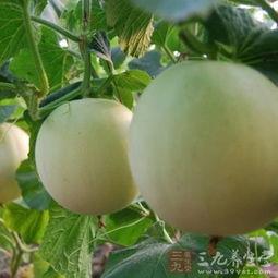 吃伊丽莎白瓜嗓子痒,揭秘瓜果食用注意事项