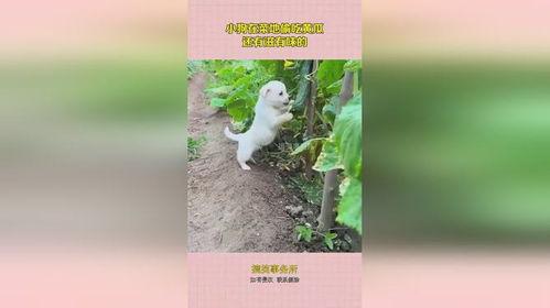 狗菜地吃瓜,一场与瓜果的欢乐邂逅