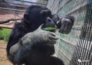 吃瓜动物照片,揭秘吃瓜动物的趣味瞬间