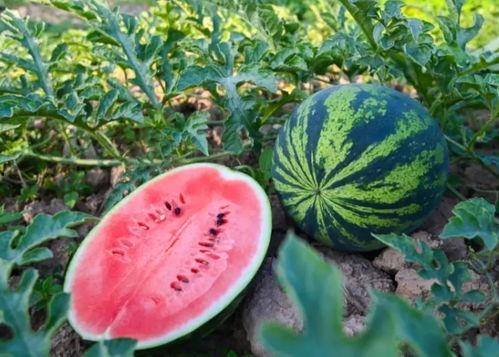 陕西洛川吃瓜,探寻陕西洛川的夏日美味之旅