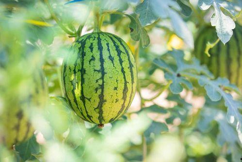 陕西洛川吃瓜,探寻陕西洛川的夏日美味之旅