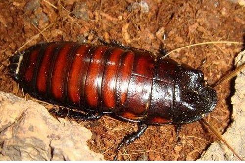 蟑螂吃贝贝瓜吗,揭秘它们对贝贝瓜的喜好