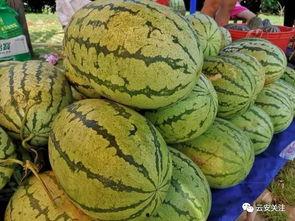 开启吃瓜视频,带你领略网络娱乐新风尚