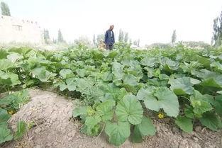 年年都吃新疆瓜,传承与创新中的甜蜜记忆