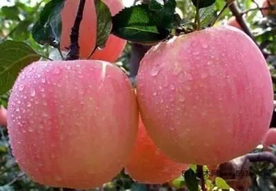 营口大石桥吃瓜,瓜果飘香，品味夏日田园风情