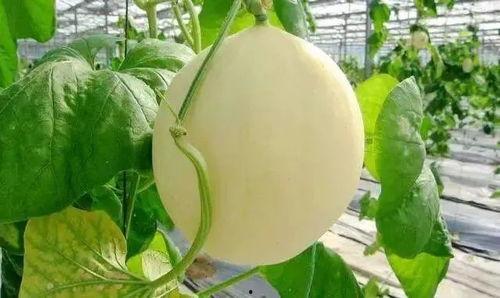 李口菜市吃瓜,夏日消暑好去处