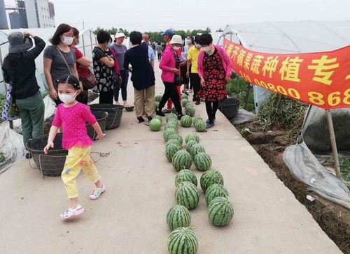 拍吃瓜比赛,拍吃瓜比赛，谁才是瓜王争霸赛冠军？