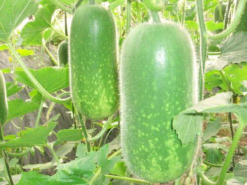 今日大瓜155吃瓜朝阳,155吃瓜朝阳，揭秘娱乐圈幕后风云