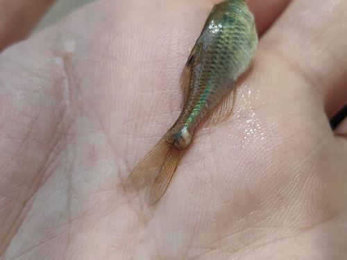 吃瓜虫的鱼,探寻“吃瓜虫”鱼类的独特饮食习惯