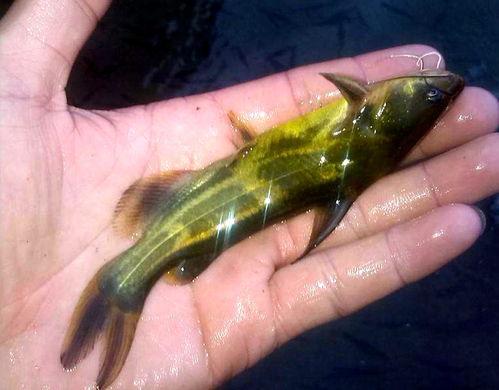 吃瓜虫的鱼,探寻“吃瓜虫”鱼类的独特饮食习惯