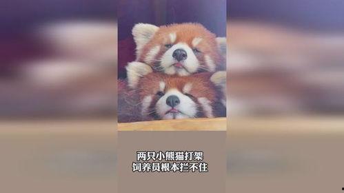 拦不住吃瓜群众,揭秘吃瓜群众无法抗拒的魅力