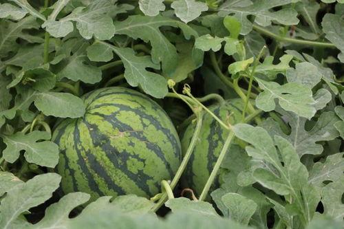 梦见吃瓜还很熟很多瓜,瓜果飘香，尽享丰收之喜