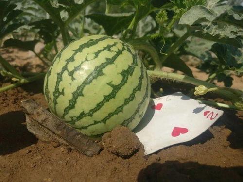 吃瓜成果,吃瓜群众眼中的明星幕后故事