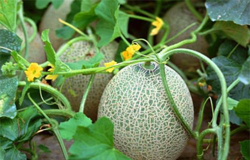 吃瓜系统楚新月,揭秘吃瓜系统背后的神秘力量