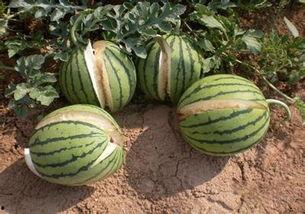 为什么会有瓜吃,揭秘为何我们总有瓜吃