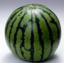 西瓜地吃瓜照片,一张西瓜地吃瓜照片的甜蜜瞬间