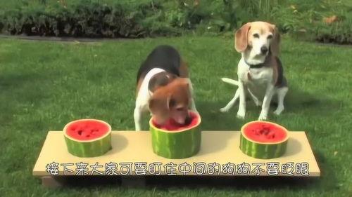 小狗搞笑吃瓜