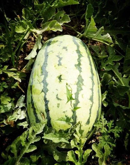 固始最近的吃瓜事件,真相竟如此反转！