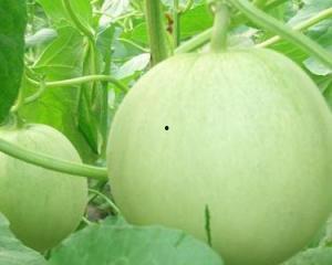 怀孕初期可以吃田瓜,田瓜助力营养补充，呵护母婴健康