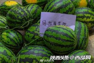 崇左幼儿师范吃瓜,揭秘校园“吃瓜”文化背后的故事