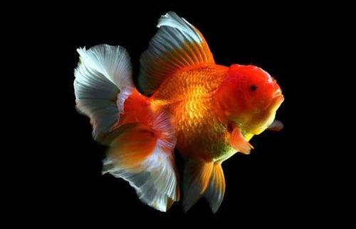 金鱼吃瓜视频在线