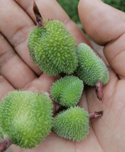 刚喝完水吃蜜瓜没事吧,揭秘刚喝完水吃蜜瓜的安全性