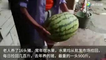你吃瓜吗视频,揭秘“吃瓜吗”视频背后的热门话题与娱乐焦点