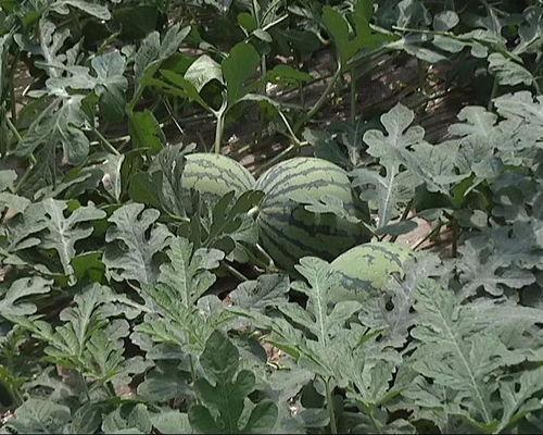 吃瓜每日动态,娱乐圈风云变幻，热点追踪不停歇