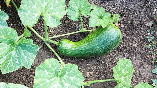 孕妇吃的瓠瓜,瓠瓜的营养与食用指南