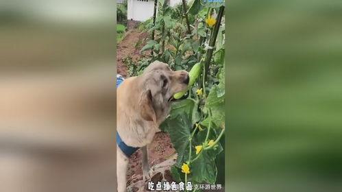 小狗吃瓜吵架图片,趣味瞬间捕捉