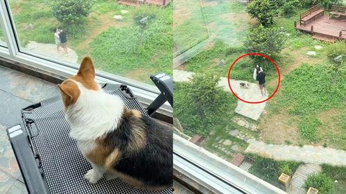 小狗吃瓜吵架图片,趣味瞬间捕捉