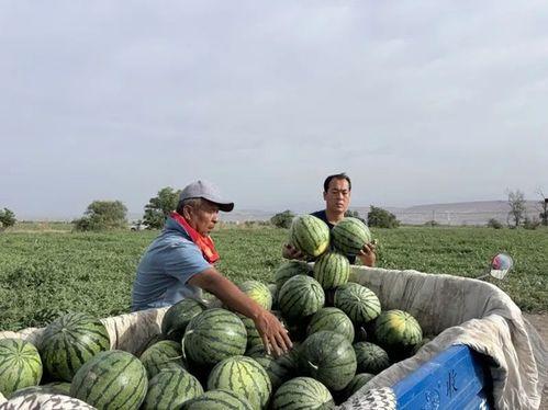 冲赛康吃瓜,揭秘娱乐圈背后的那些事儿