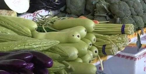 带你吃瓜野生驱蚊人,带你探索自然驱蚊的奥秘