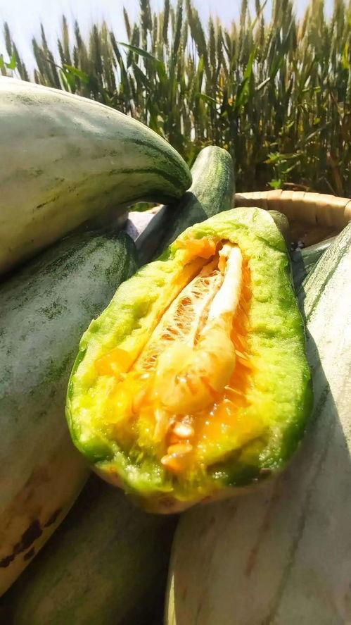 豆瓣安静吃瓜,安静吃瓜，揭秘网络舆论背后的真相