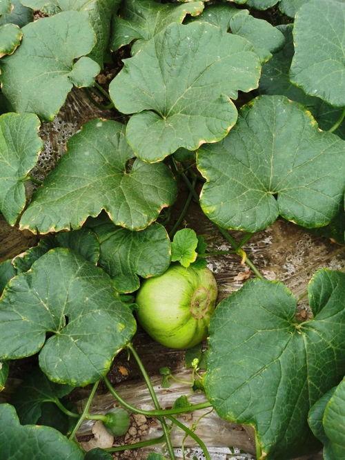 豆瓣安静吃瓜,安静吃瓜，揭秘网络舆论背后的真相