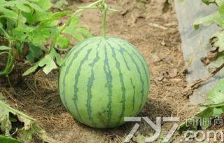 大瓜不熟怎么吃,解锁美味新境界