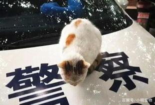 流浪猫可以吃瓜吗,瓜果飘香时