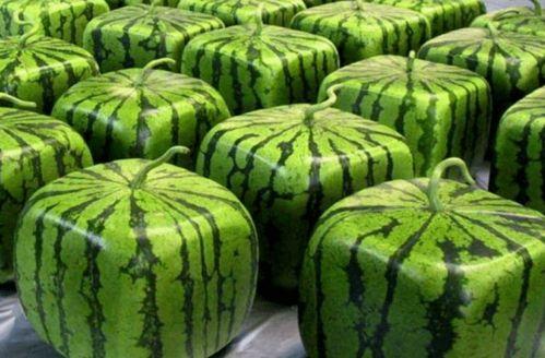 国超在吃瓜,揭秘娱乐圈幕后故事