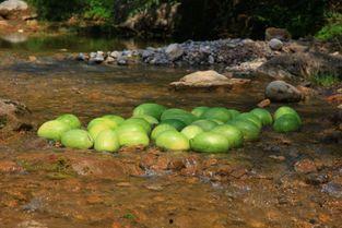 河南县城吃瓜,夏日消暑新风尚