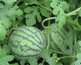 孕妇可以吃小麦瓜么,小麦瓜的安全性解析