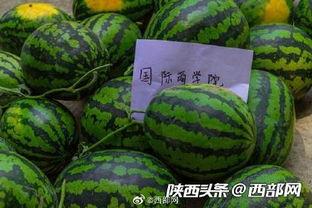 前排吃瓜群,揭秘娱乐圈幕后风云